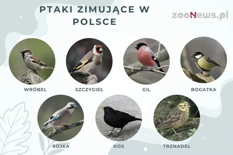 Ciekawe przygody ptaków odlatujących na zimę – edukacyjny film dla dzieci