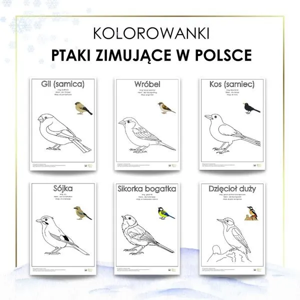 Przygody ptaków